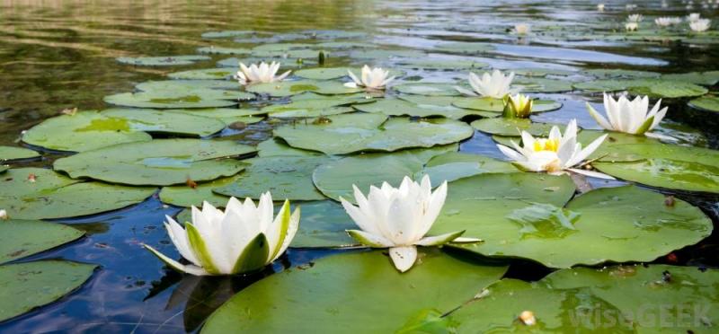 Các sắc thái và đặc điểm đa dạng của hoa tulip tím